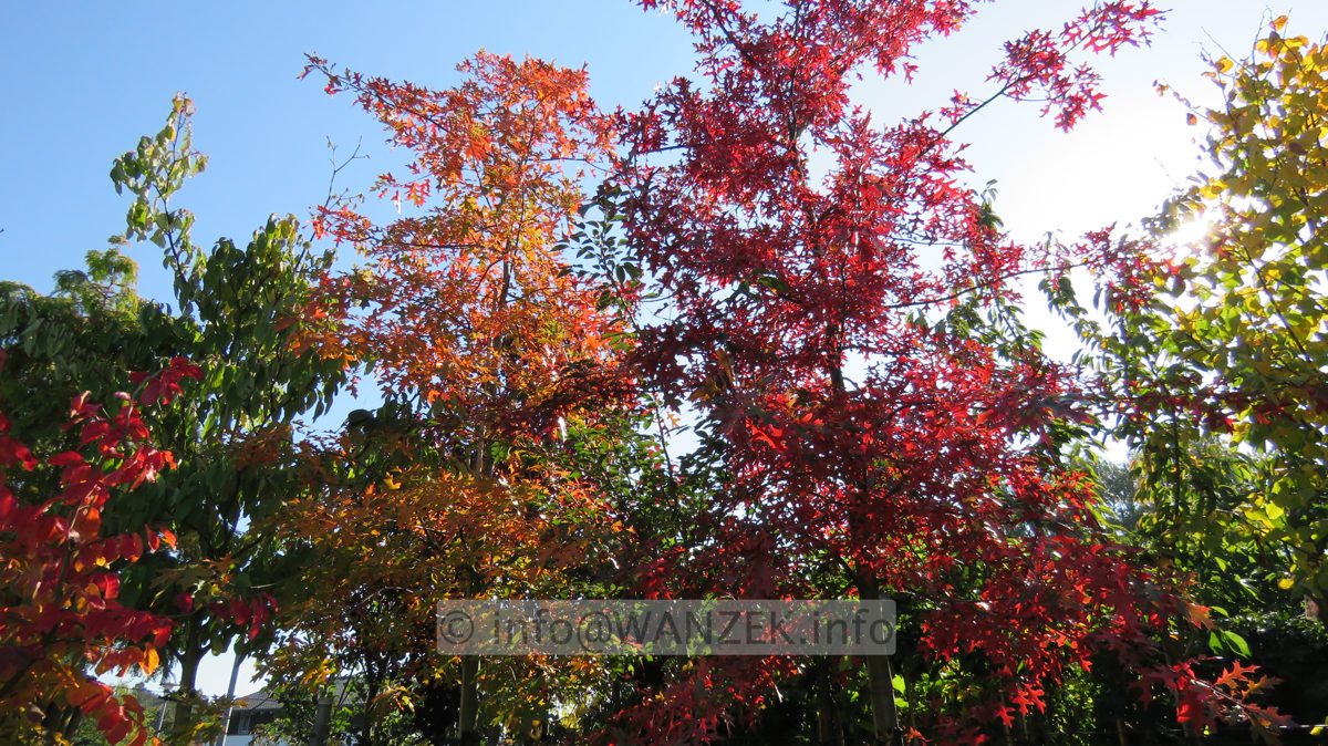 Quercus palustris - Herbst 2015-002.JPG